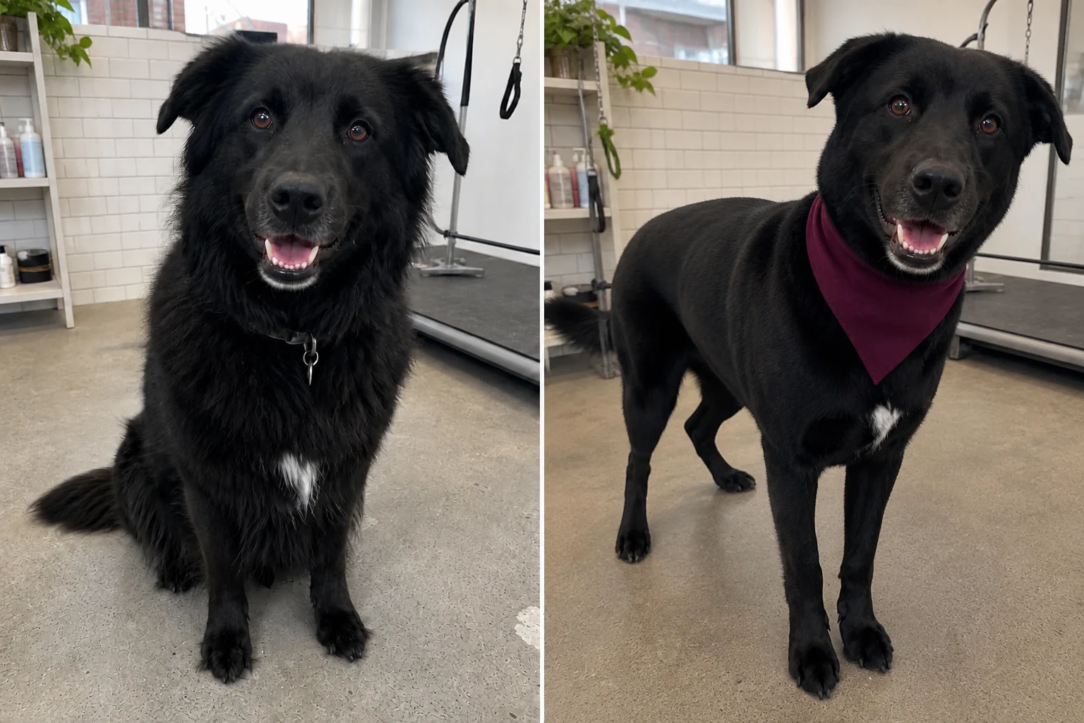 Bear before his de-shedding groom