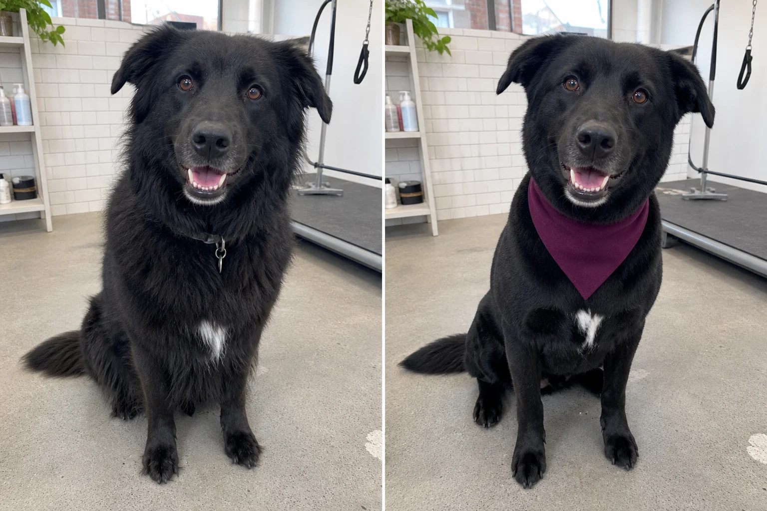 Bear before his de-shedding groom