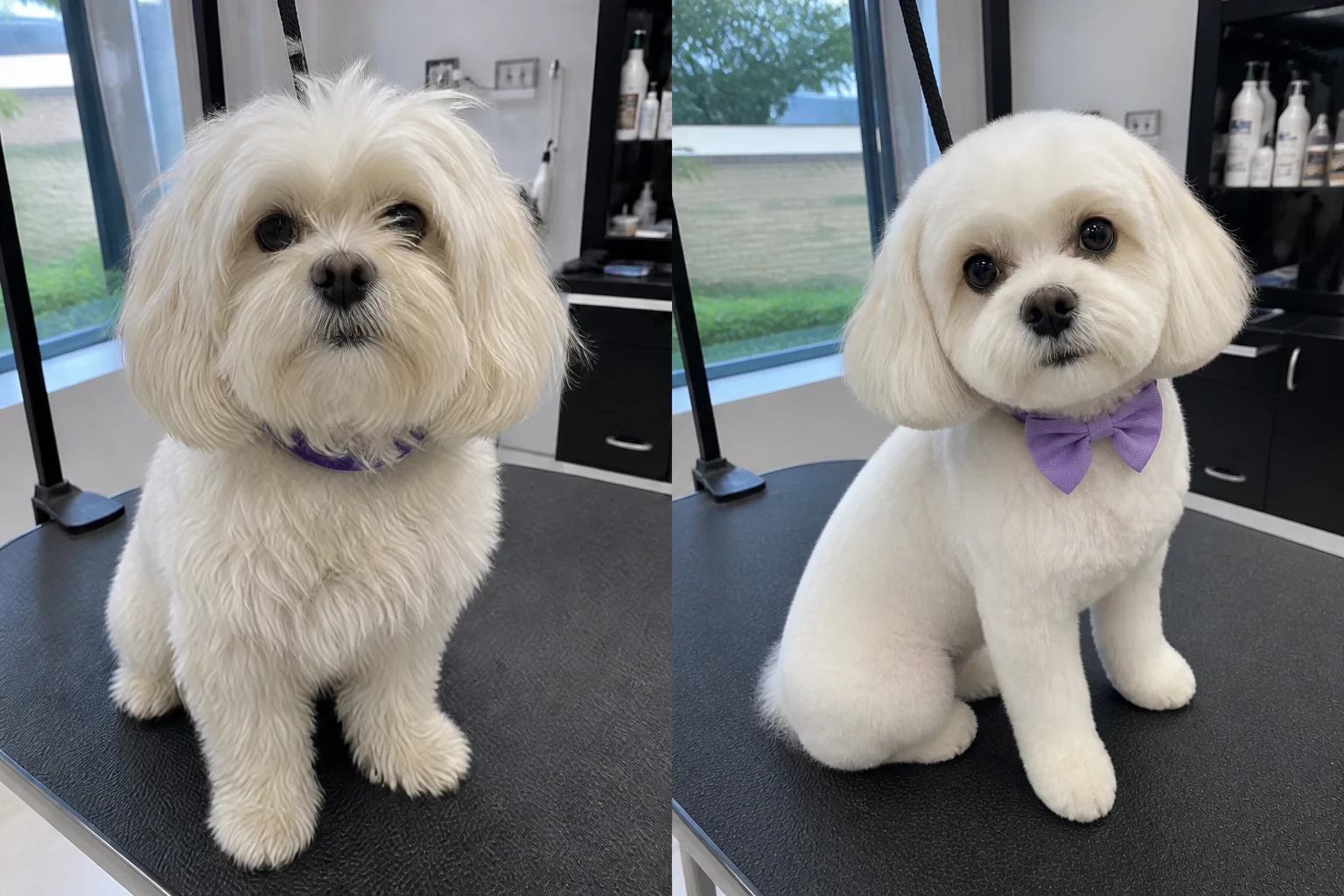 Luna before her gentle groom